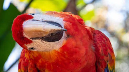 parc animalier à Clermont-Ferrand